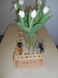 Weiße Tulpen - bunte Tulpen? Weiße Tulpen - bunte Tulpen?